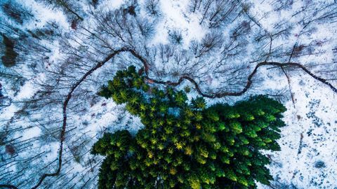 1ο Βραβείο Νικητής κατηγορία Φύση Άγριας Ζωής, Kalbyris δάσος Δανία από mbernholdt